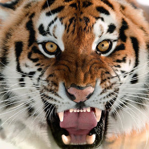 Meet your Posher, Isaiah